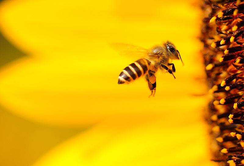 Pollinisation des abeilles